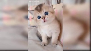 Funny cat- cat videos funny Videos -pets 2 showtime  Compilation 2