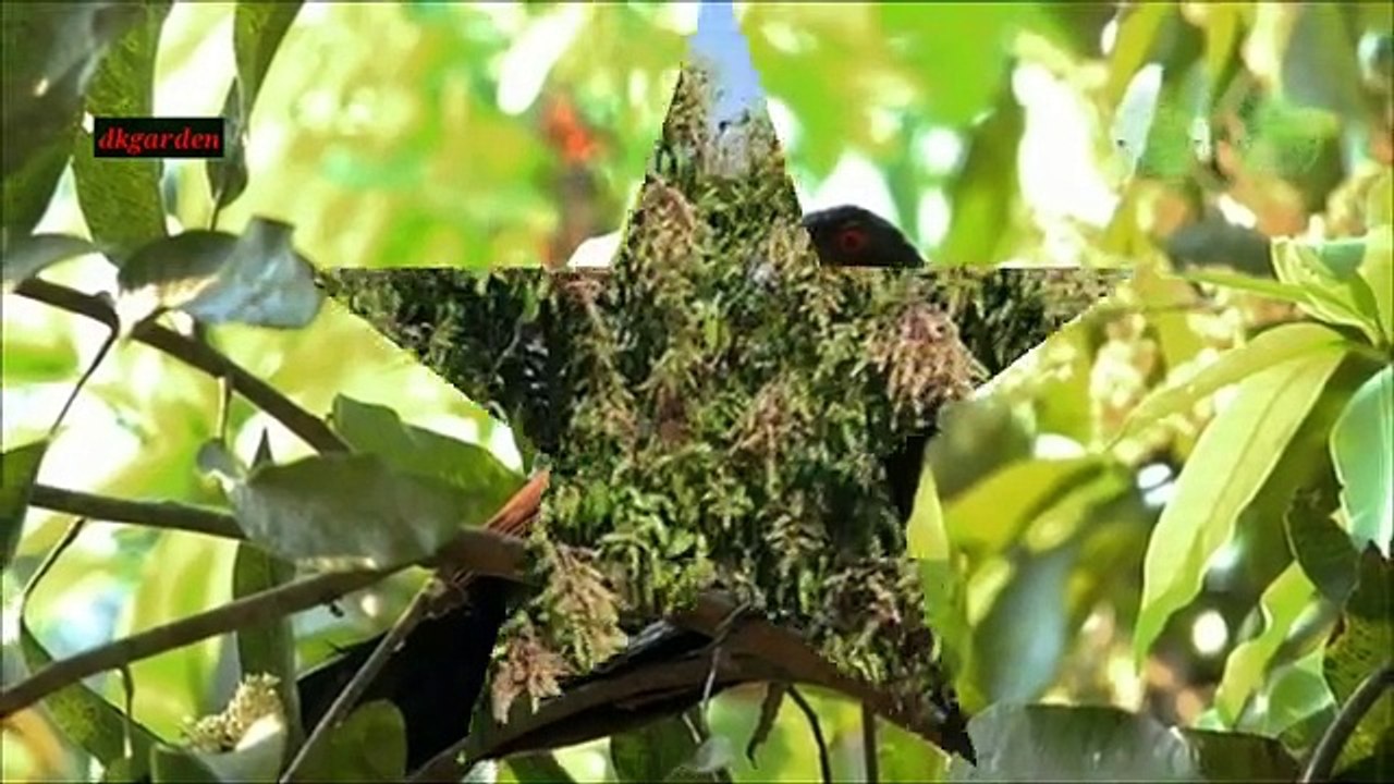 आम_में_लगने_वाला_भयानक_रोग।।_powdery_mildew_on_mango_पाउडरिमिल्डिव_रोग।।(360p)