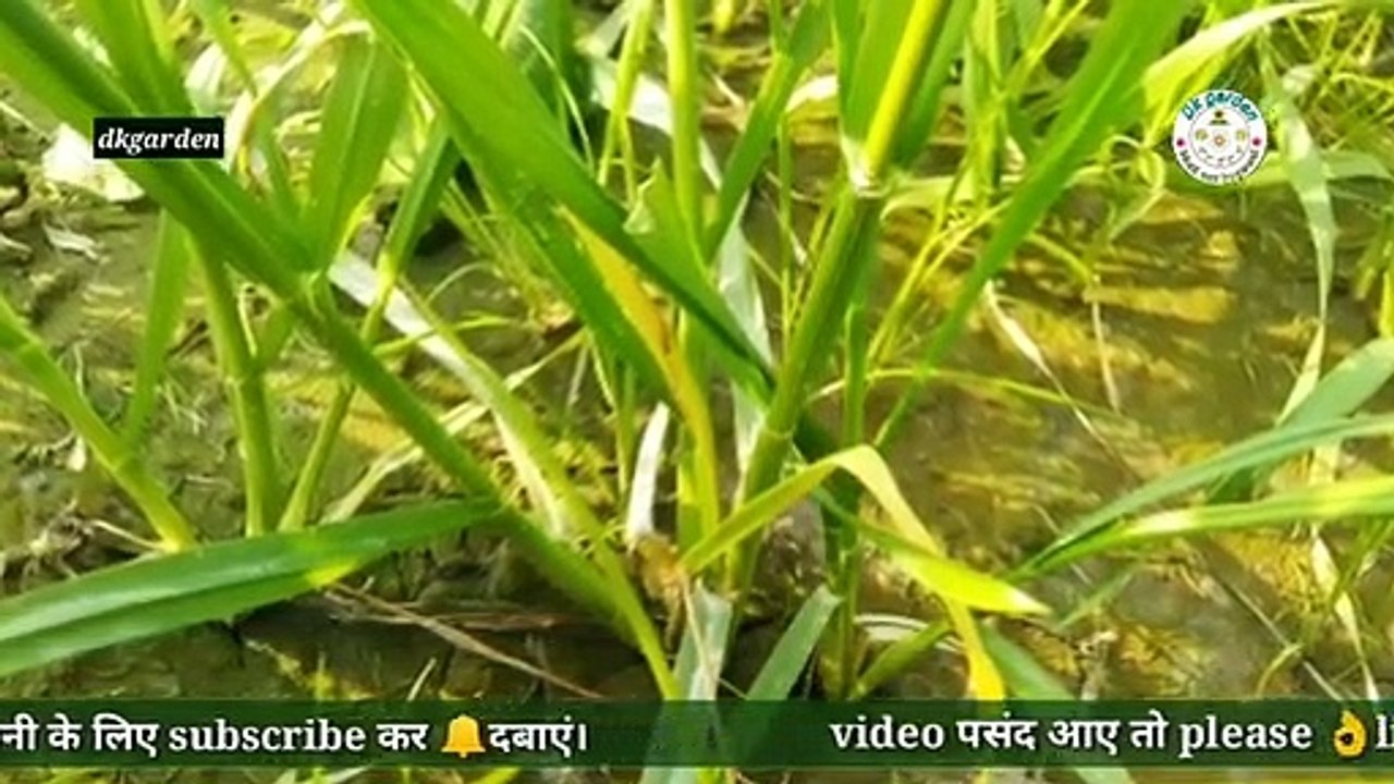 गेहूँ_का_पीला_पन_क्यों?_जानकारी_और_उपाय।।(360p)