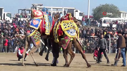 Salihli'de 6. Deve Güreşleri Festivali renkli görüntülere sahne oldu