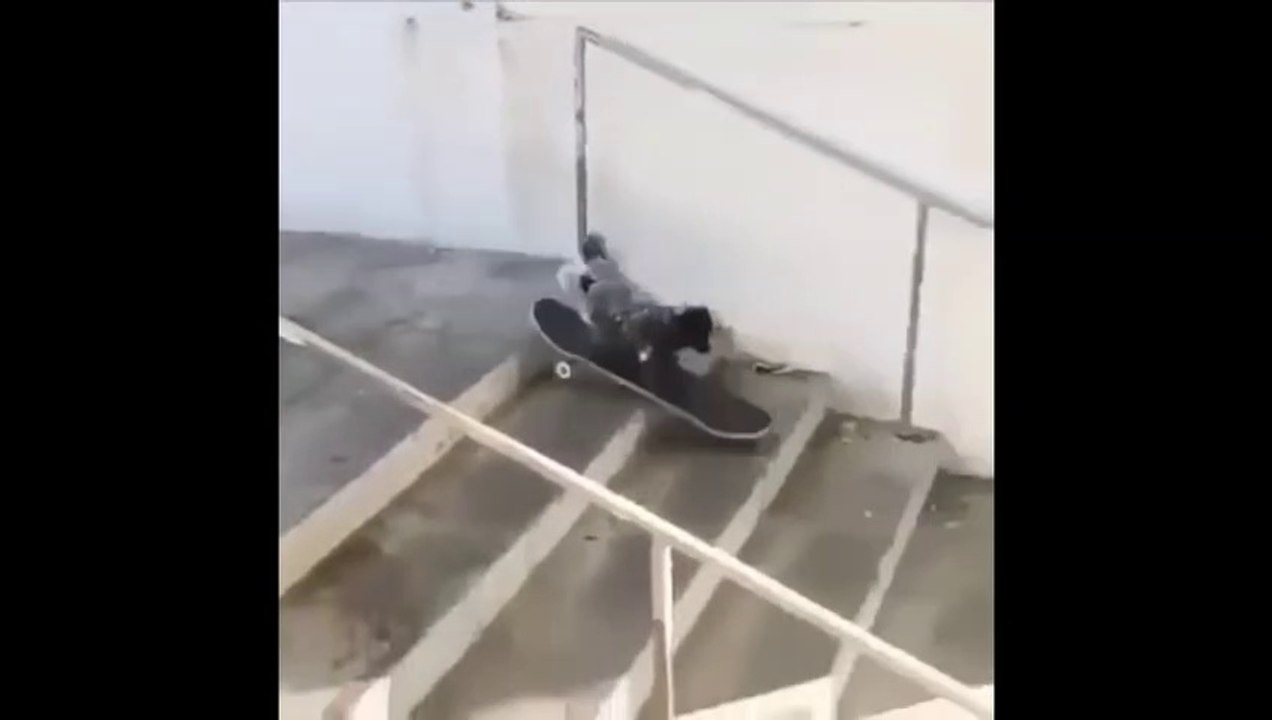 Cute baby animals  - Cutest moments of puppies, kittens and pets -