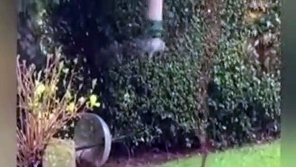 Ağaçtan yemek yemeye çalışan sincabın o anları viral oldu