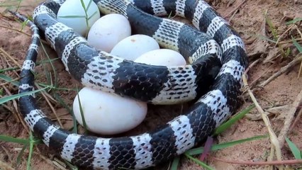 Download Video: Experiment : Coca Cola Vs Mentos, Pepsi, Sprite Catch Two Python Snake From Underground Hole