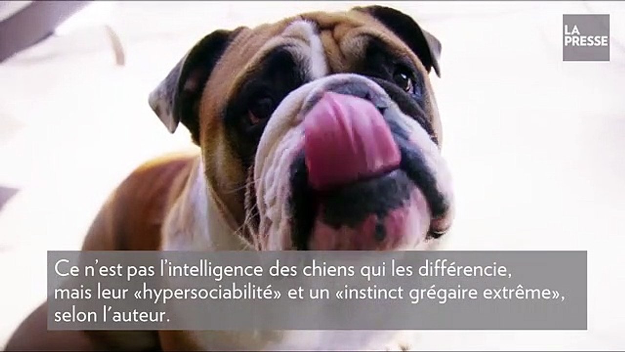 Pourquoi le chien est-il l’ami de l’homme ? À cause de son grand cœur, disent des scientifiques