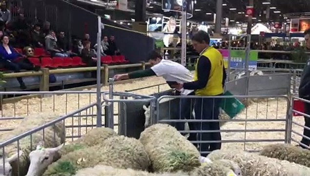 Victorien Mathieux sacré meilleur jeune berger européen