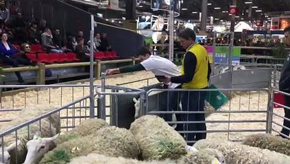 Victorien Mathieux sacré meilleur jeune berger européen