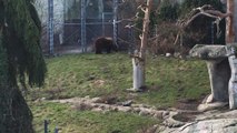 Les ours bruns d'Helsinki déjà sortis d'hibernation (1)