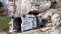 Les ours bruns d'Helsinki déjà sortis d'hibernation (2)