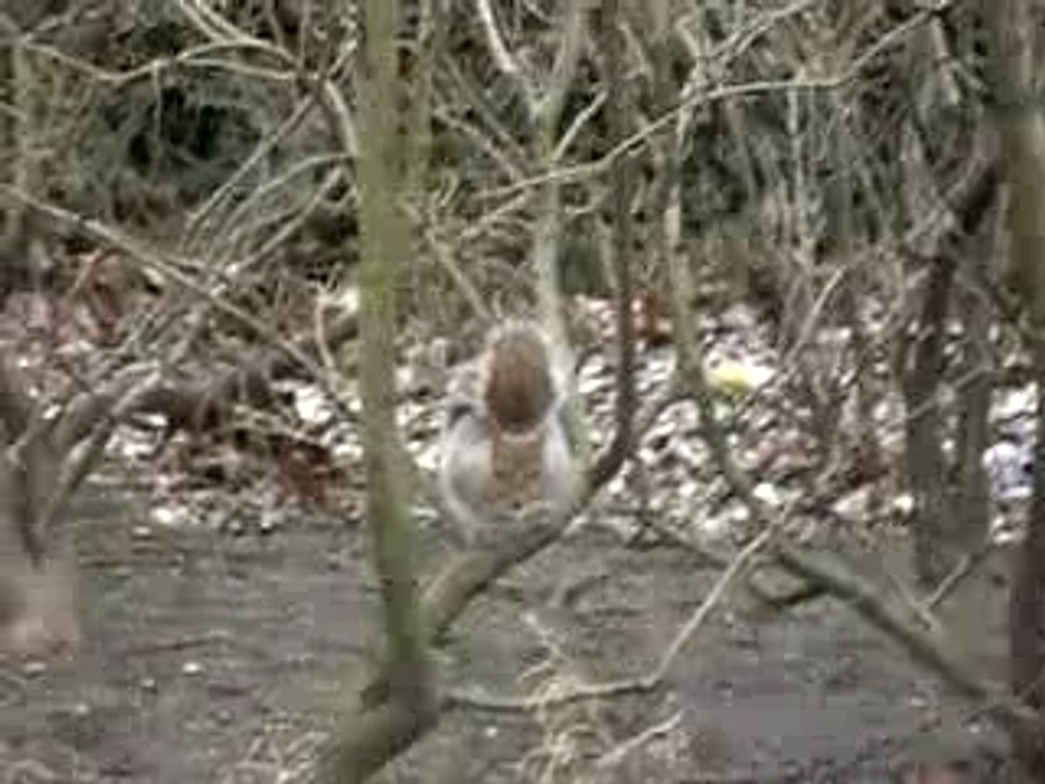 Le petit écureuil