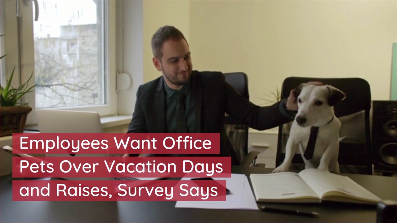 Office Pets Are A Must