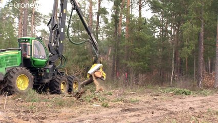 Tesla gana y puede talar árboles para construir su fábrica en Alemania