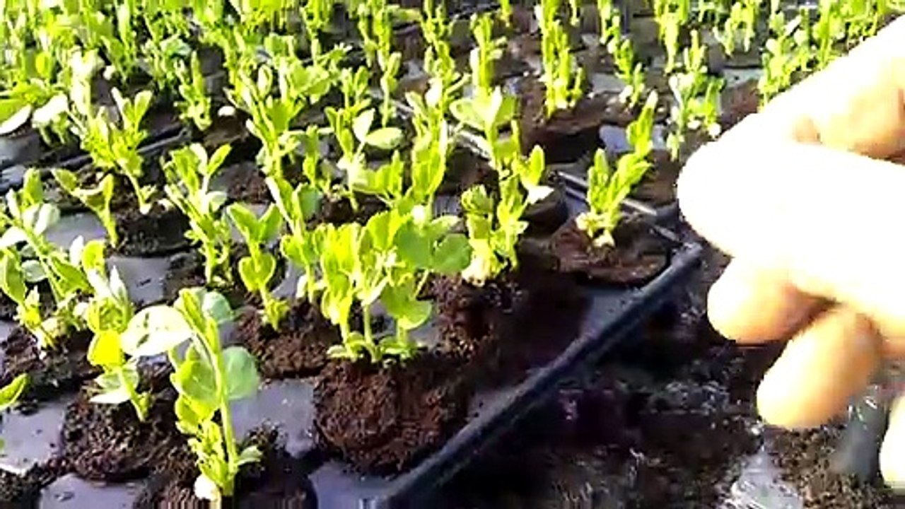 Plantation petits pois