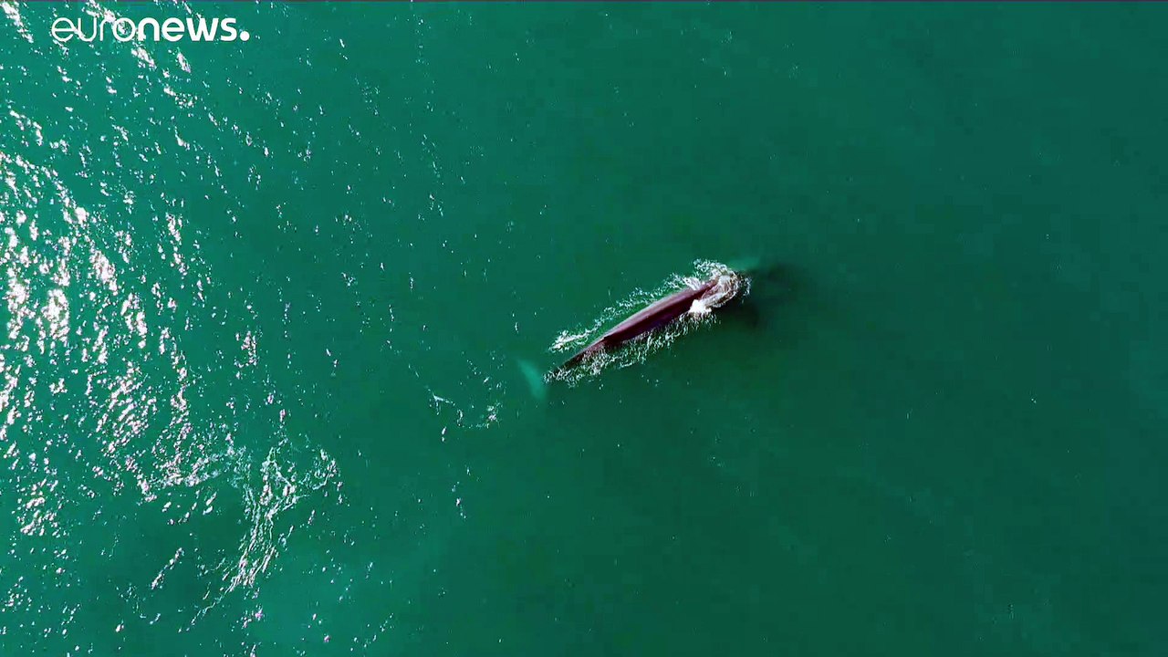 Qual der wale – ein wendepunkt erreicht?