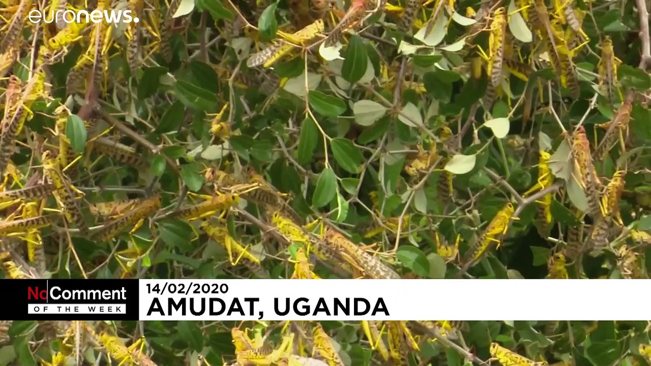 No Comments der Woche: Heuschrecken, Wasser und Virus