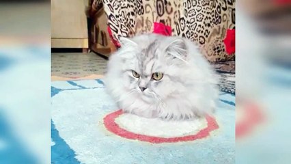 Whatsapp vedio status