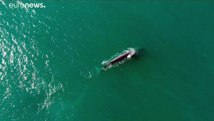 Espèces menacées : un espoir pour les baleines bleues ?