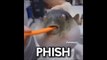 Pufferfish Eating Carrot Meme Compilation