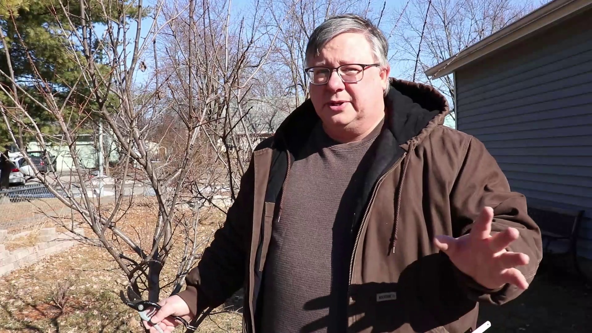 Plum and Apple Tree Pruning