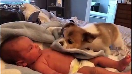 Maximum wholesome: Very helpful puppy helps cover baby boy by nudging blanket