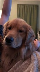 head scratches activate happy mode Funny Video