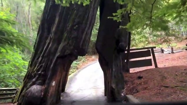 Driving Through 2 Huge Ancient Redwood Trees on the California Coast in a Mini Cooper Convertible