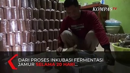 Budidaya Jamur Tiram Raup Omzet Puluhan Juta Rupiah