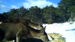 Kızıl geyiklerin beslenme anları fotokapanla görüntülendi