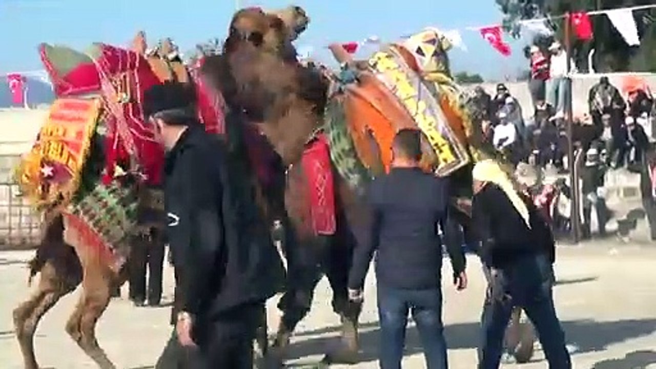 Kıran Kırana Güreşen Develer İzleyenlerin Nefeslerini Kesti