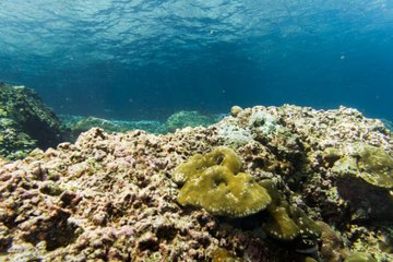 La barrière de corail aura disparu d'ici la fin du centenaire