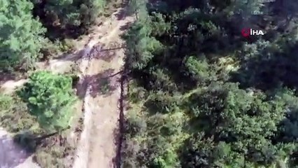 Baharın müjdeleyicisi "İstanbulensis çiçeği" açtı