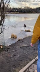 Dog Rescued After Falling Through Thin Ice