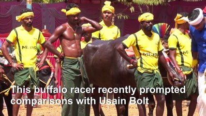 Is this buffalo racer India's Usain Bolt?