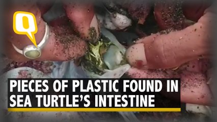 Tải video: Dead Turtle Found With Pieces of Plastic in Its Intestines | The Quint