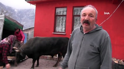 Şampiyon Boğa Otomobil Fiyatına Satıldı