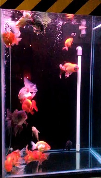 Ikan Koki
