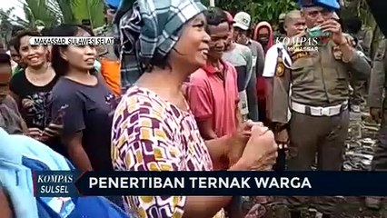 Satpol PP Makassar Tertibkan Peternakan Babi