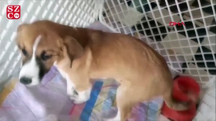 ‘Fındık’ karantinaya alındı önlüğü sınıfa asıldı