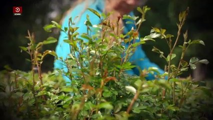 Sidste møde med 64-årige Cougar-Grethe i Odense | Seniormagasinet | 2019 | DRTV @ Danmarks Radio