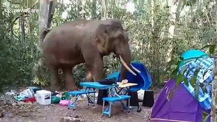 Wild elephant tramples through camp site before stealing bag of food in Thailand