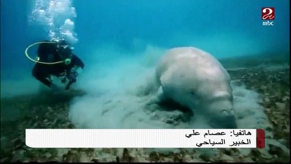 #صباحك_مصري | شاطئ أبو دباب بمرسى علم ضمن أفضل شواطئ الغطس في العالم