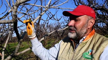 'Yediveren' inciri meyveye erken durdu - MANİSA