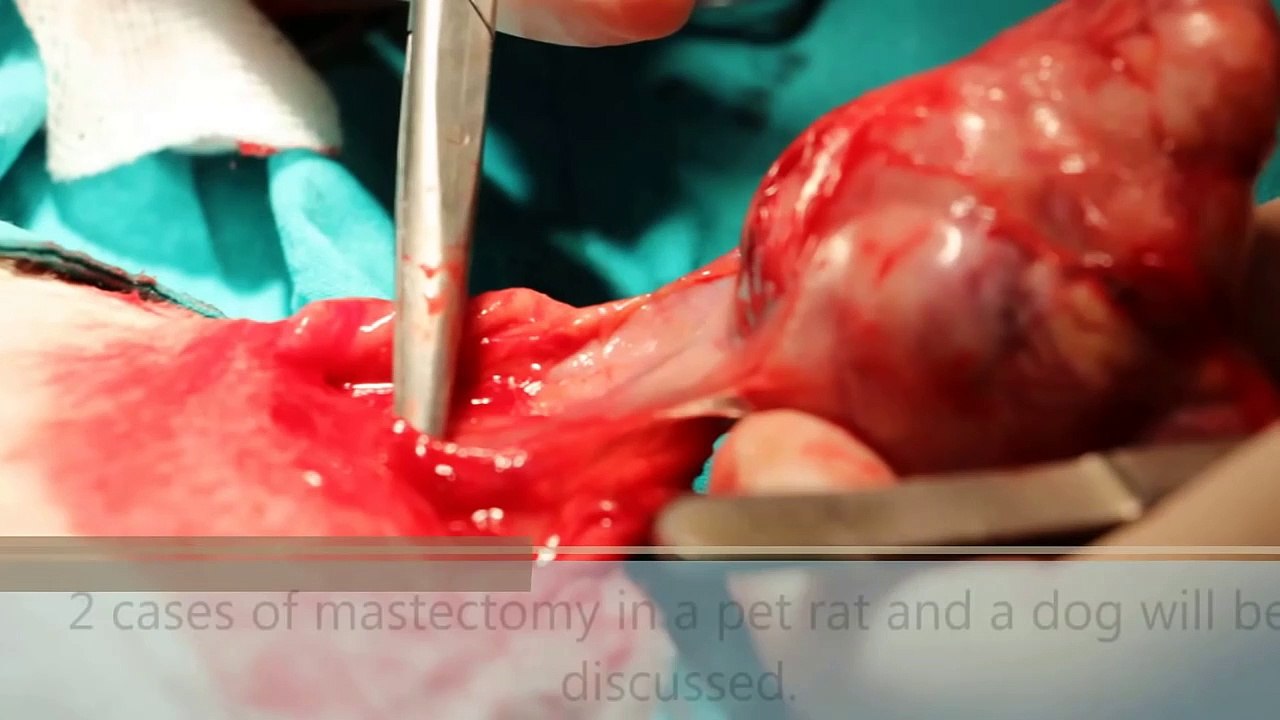 Know your veterinary anatomy vet anatomy (English)