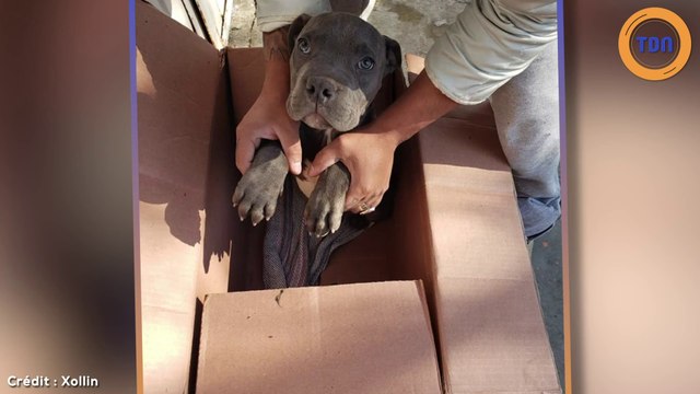 Ce jeune garçon est obligé d’abandonner son chiot pour une terrible raison