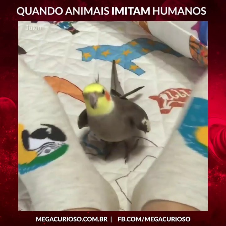 QUANDO ANIMAIS IMITAM HUMANOS