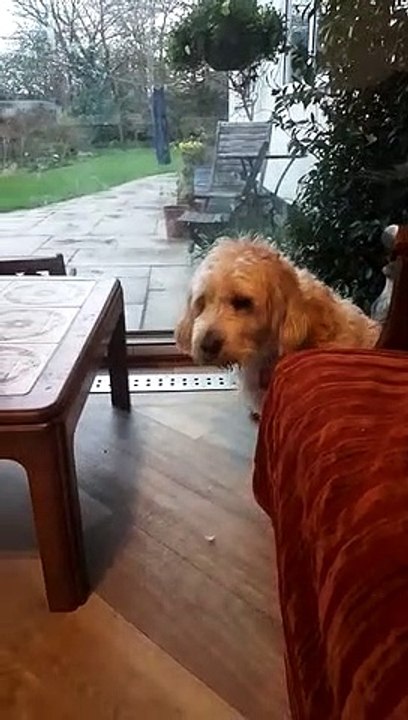 Lancashire dog sings Eastenders theme tune