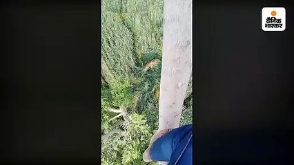 खेत में आया तेंदुआ, लोगों में मची अफरातफरी