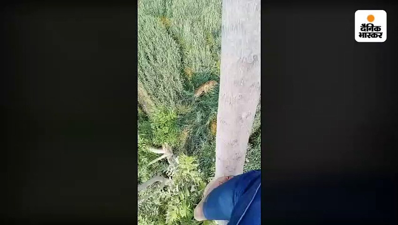 खेत में 5 घंटे दिखता-ओझल होता रहा पैंथर, 2 ग्रा...