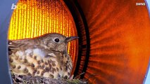 This Mama Bird Built Her Nest in an Unusual Place