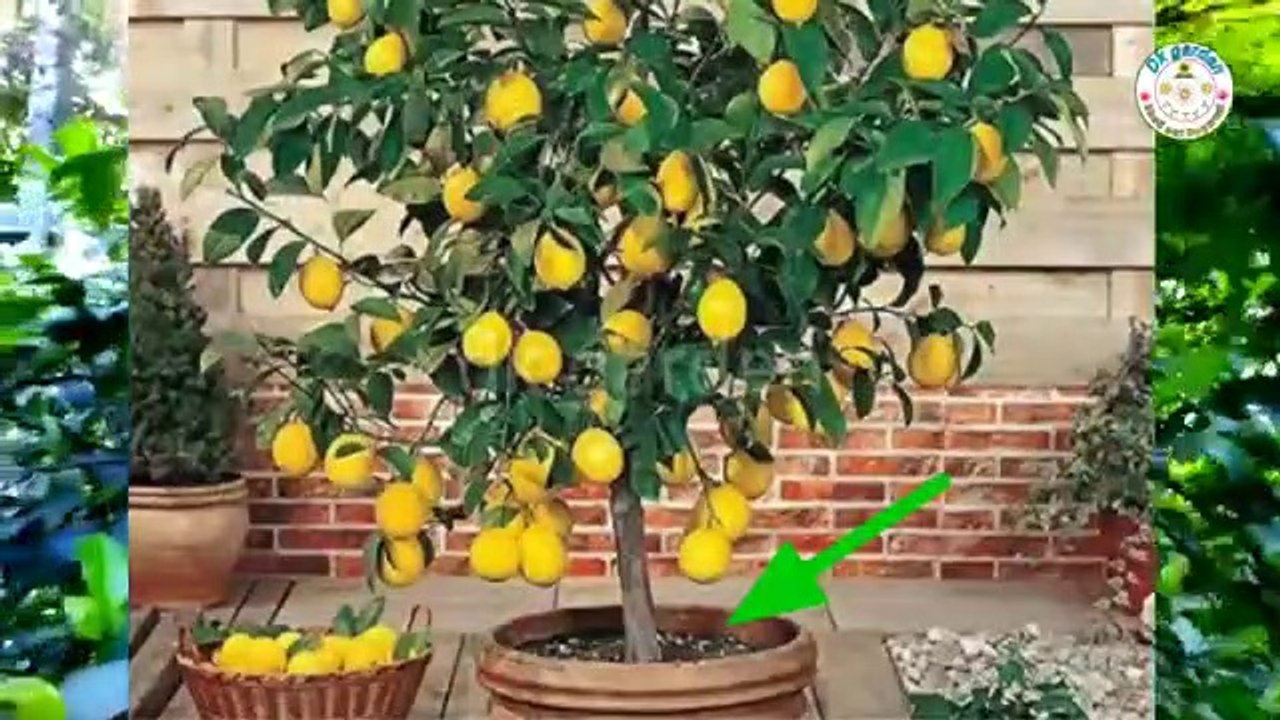 नींबू के पौधे में डाल दें, फूल  झड़ने से बचेंगे और होगी नींबू की बारिश।।