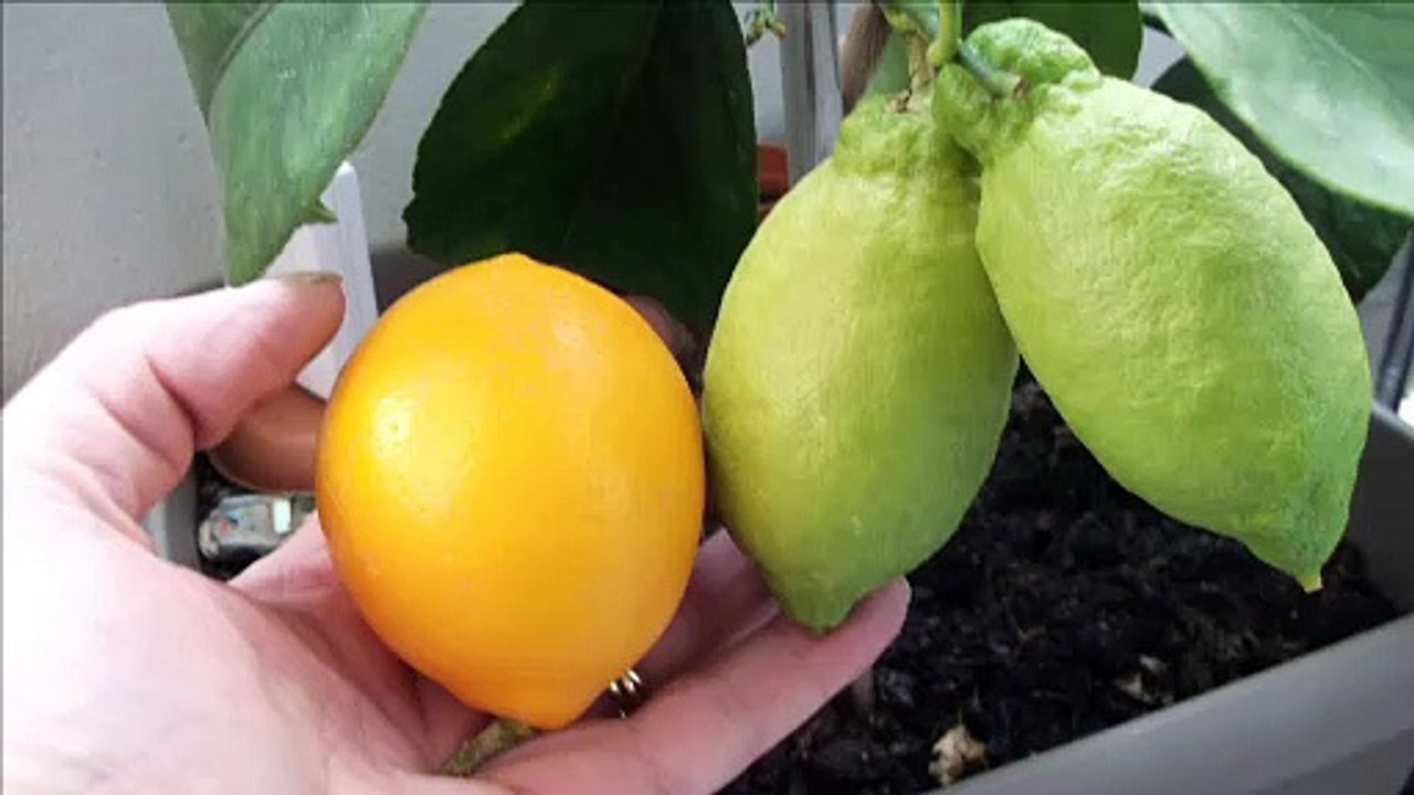 citron meyer 24 fevrier 2020
